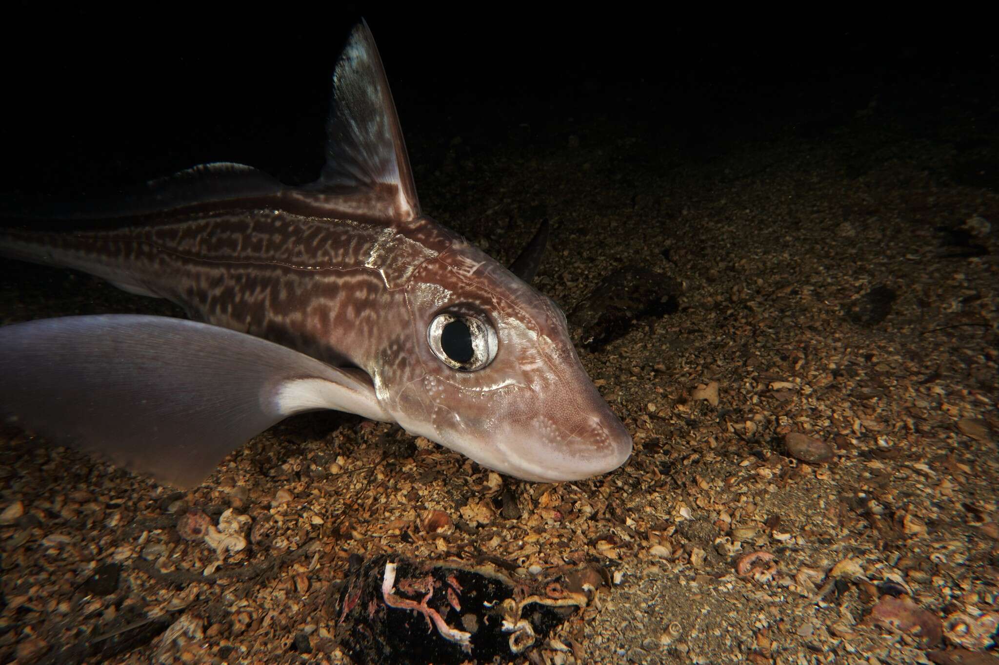 Image of Chimaera