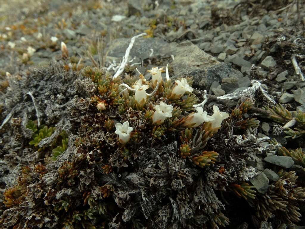 Image of Dracophyllum prostratum T. Kirk