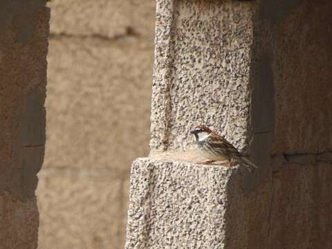 Passer hispaniolensis hispaniolensis (Temminck 1820) resmi