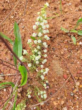 Image of Selago densiflora Rolfe ex Schinz