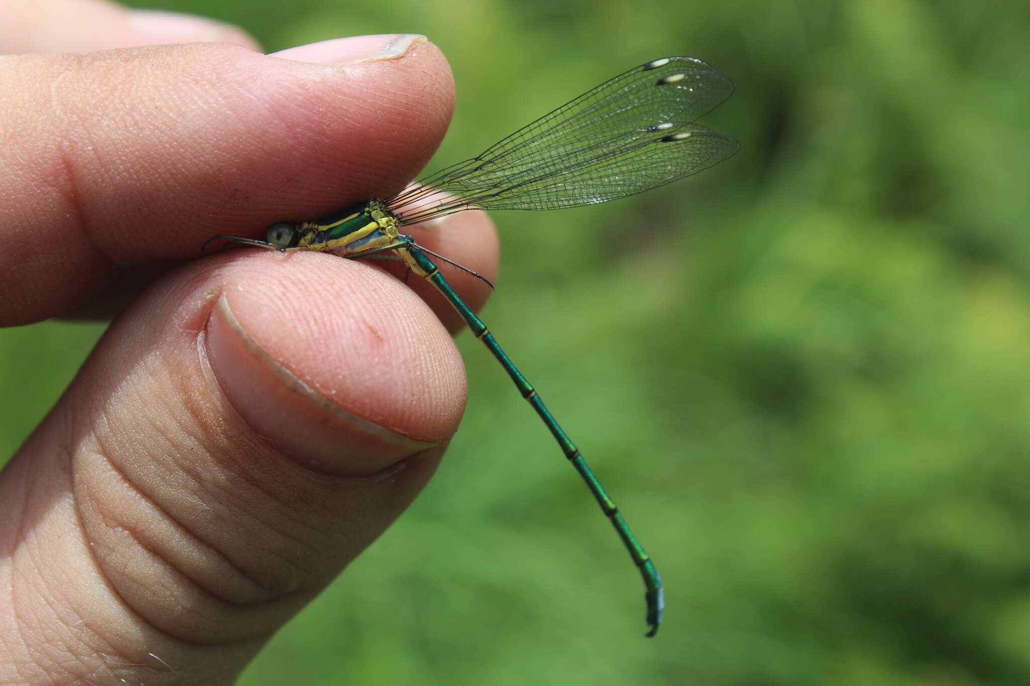 Image of Mountain Malachite