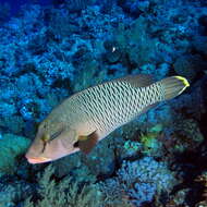 Image of Giant Wrasse