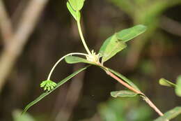 Sivun Peddiea involucrata Baker kuva