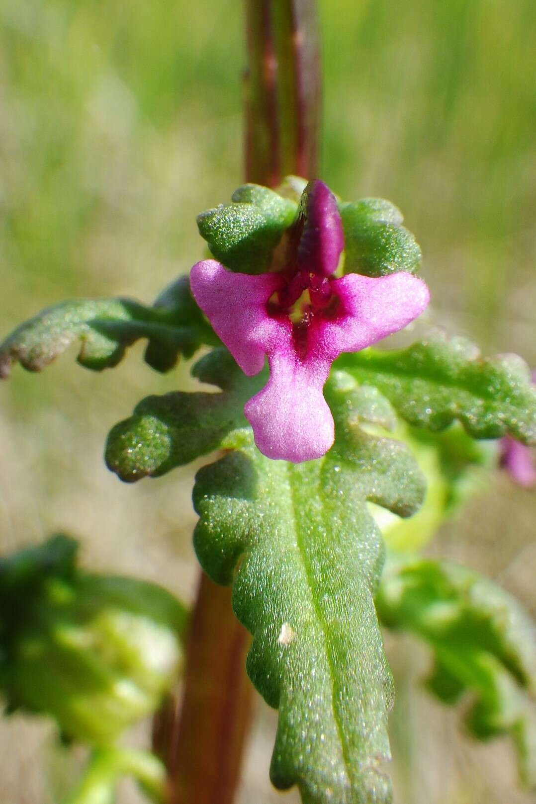 Image of Small-Flower Lousewort