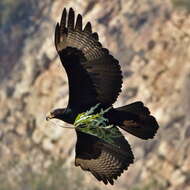 Image of Black Eagle