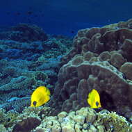 Image of Addis Butterflyfish