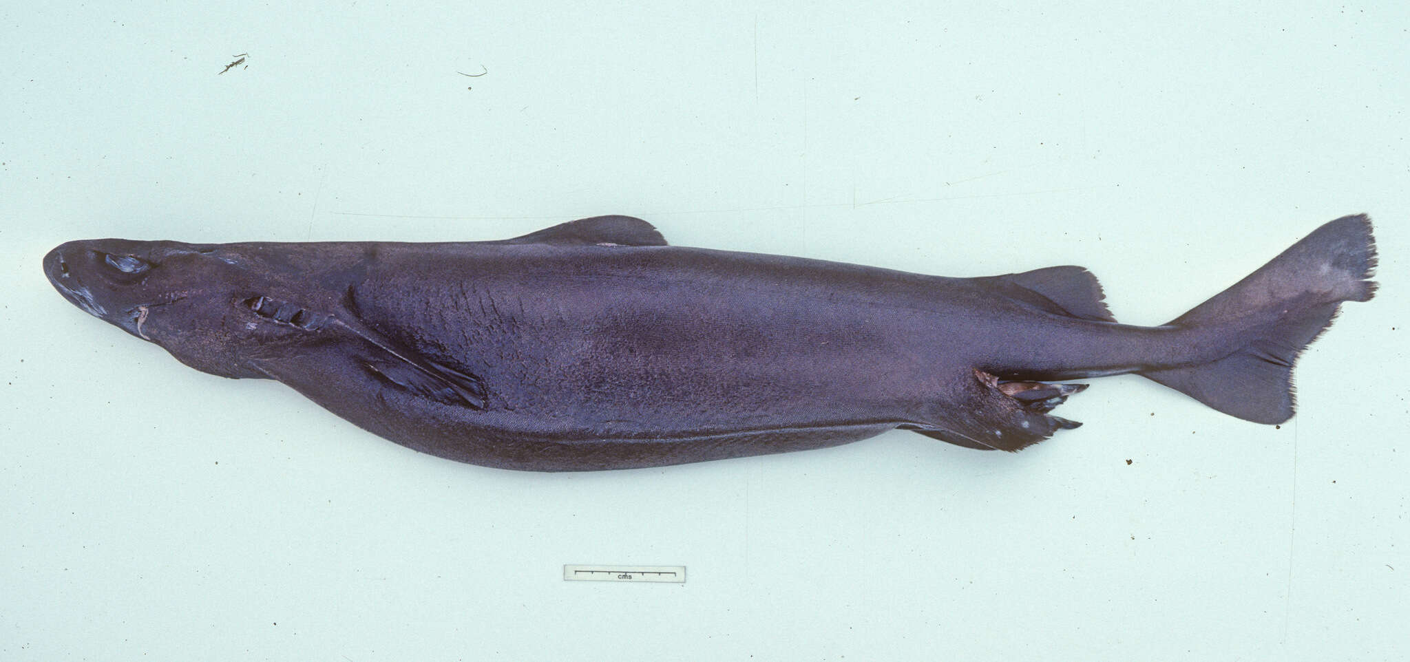 Image of Owston's Dogfish