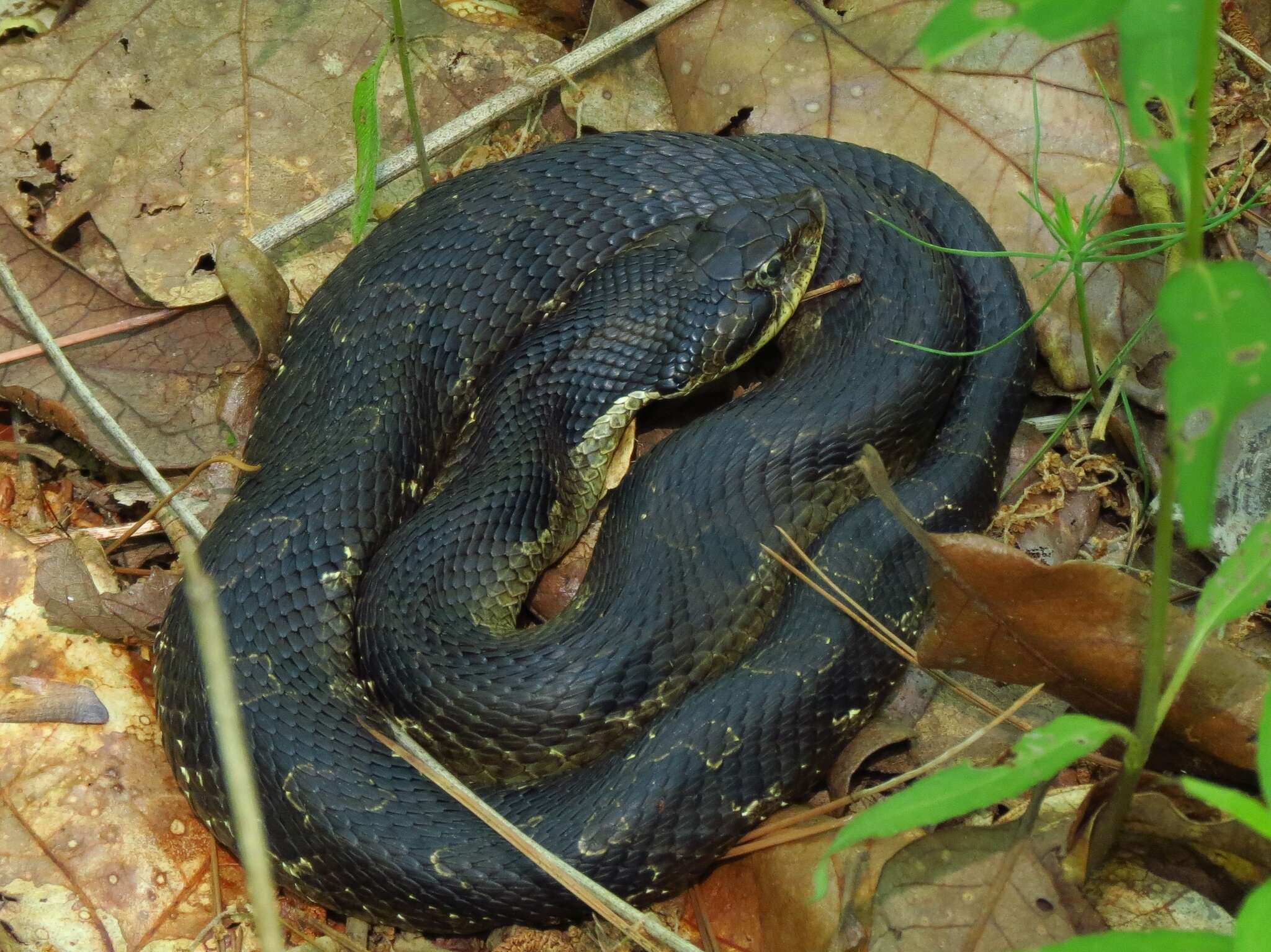 Heterodon Latreille ex Sonnini & Latreille 1801 resmi