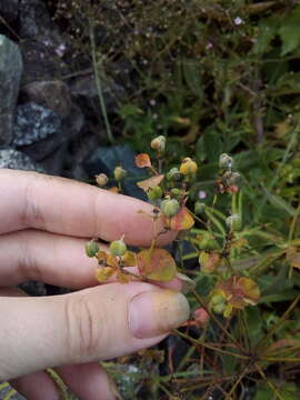 Euphorbia esula subsp. tommasiniana (Bertol.) Kuzmanov的圖片