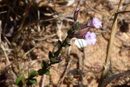 Image of Micromeria filiformis (Aiton) Benth.