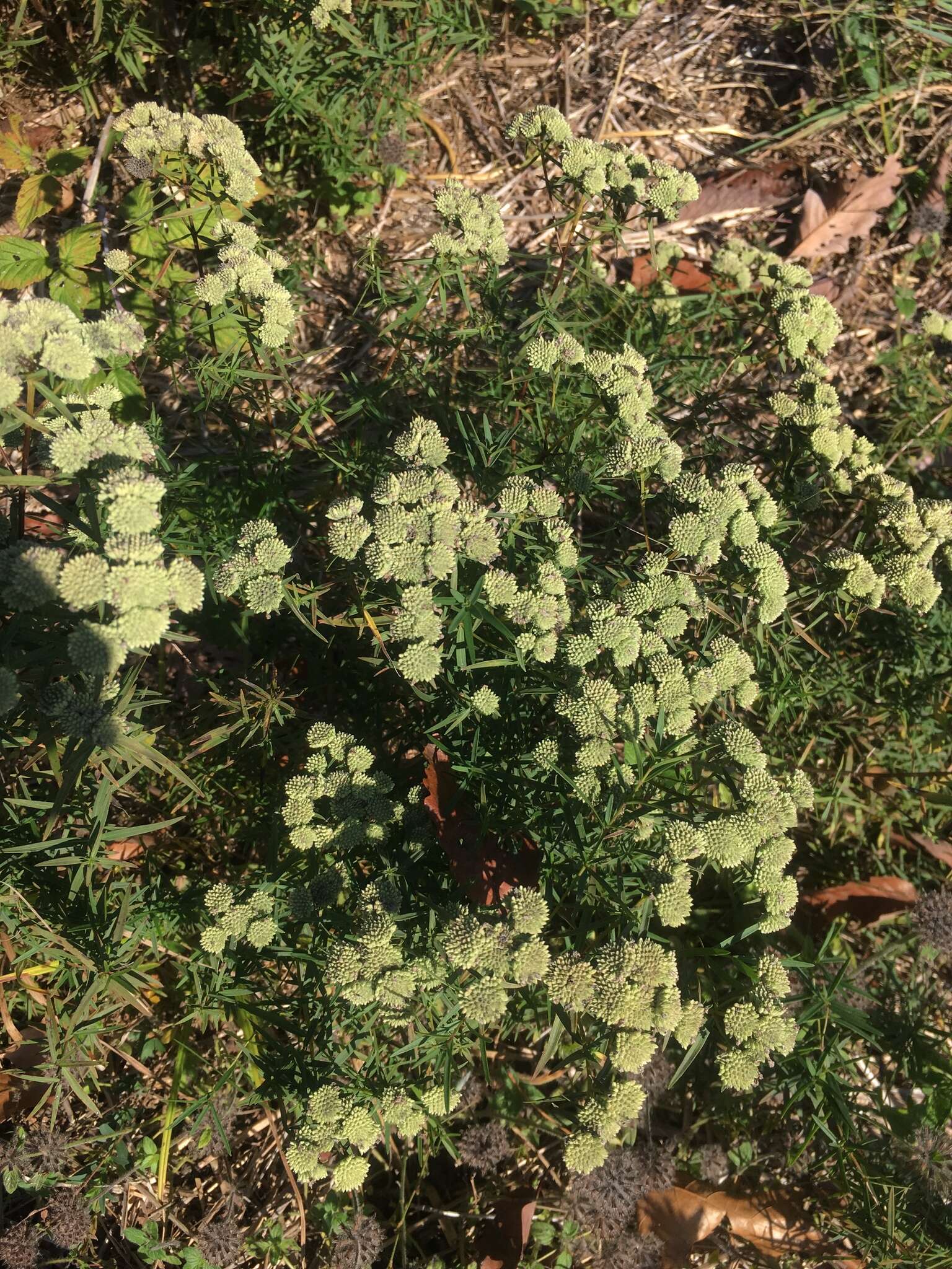 Imagem de Pycnanthemum tenuifolium Schrad.