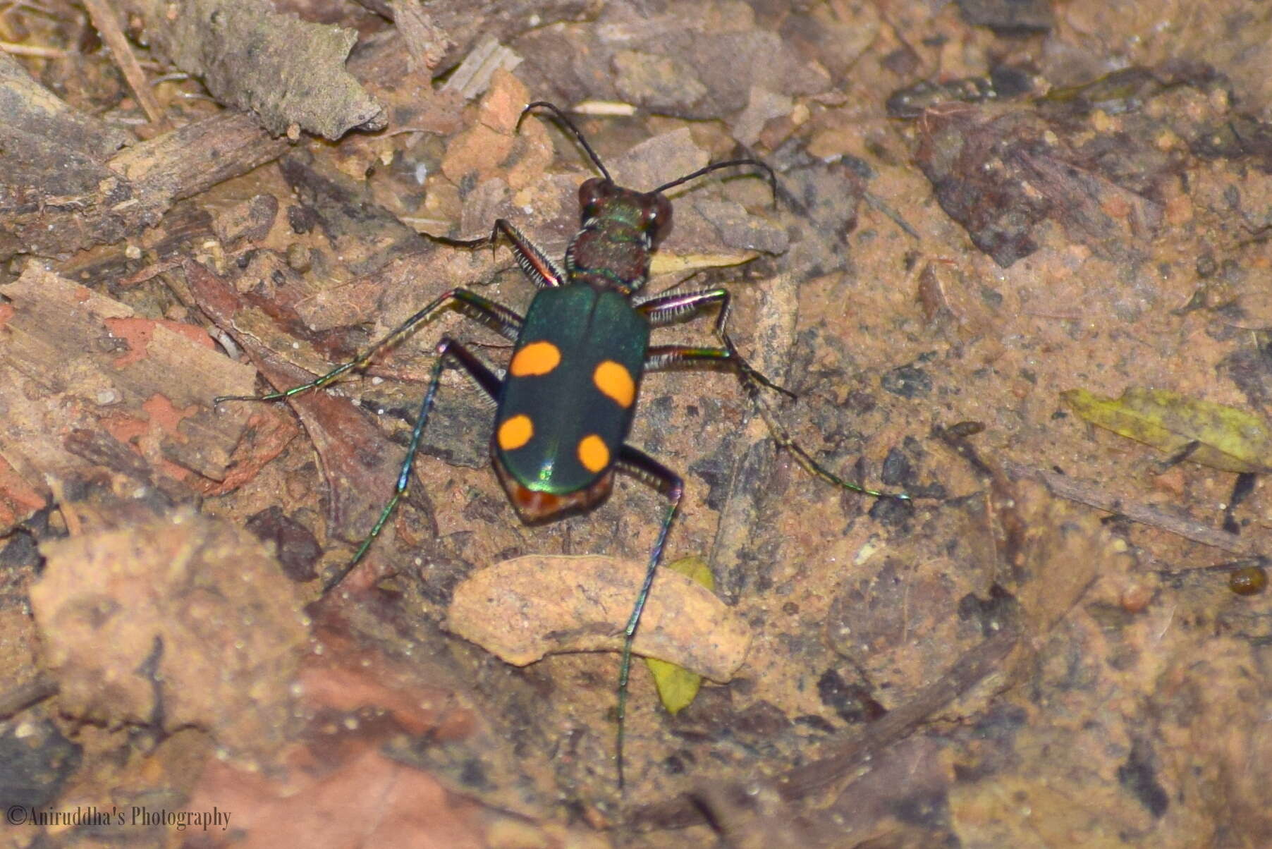 Image of Cicindela (Calochroa) bicolor Fabricius 1781