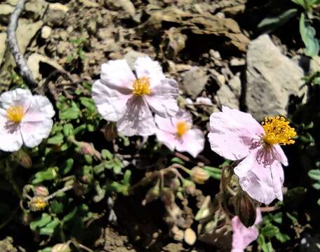 Image of Helianthemum nummularium var. pyrenaicum (Janchen) C. Raynaud