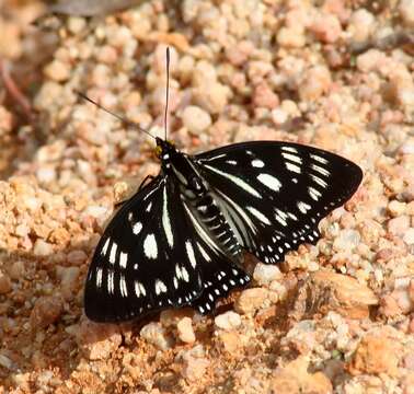 Imagem de Euripus nyctelius Doubleday 1845