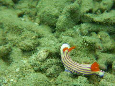 Imagem de Hypselodoris maridadilus Rudman 1977