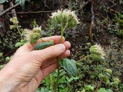 Image of Oregon phacelia