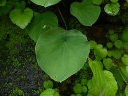 Image of Ariopsis peltata Nimmo