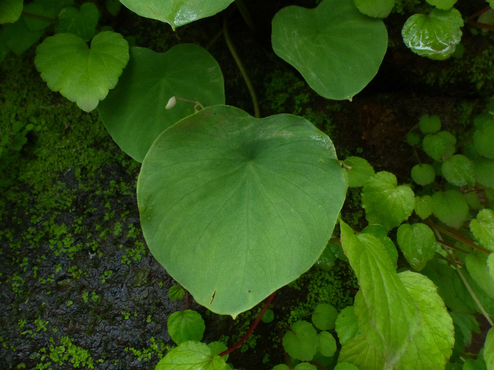 Image of Ariopsis peltata Nimmo