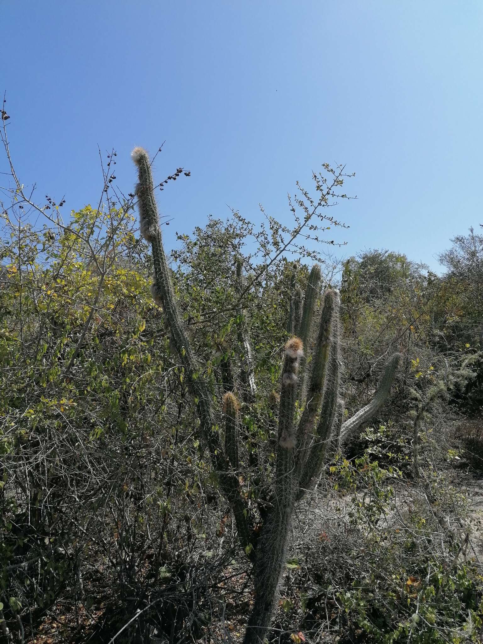 Image of Pilosocereus collinsii (Britton & Rose) Byles & G. D. Rowley