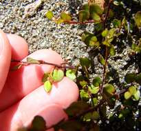 Image of sprawling wirevine