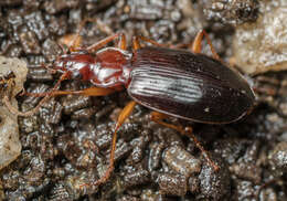 Image of Platynus (Platynus) brunneomarginatus (Mannerheim 1843)