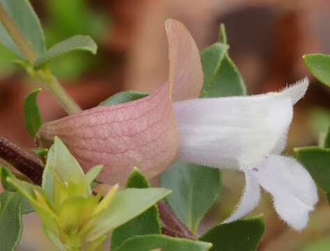 Image of Prostanthera magnifica C. A. Gardner