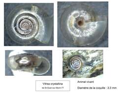 Image of common crystal snail