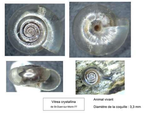 صورة Vitrea crystallina (O. F. Müller 1774)