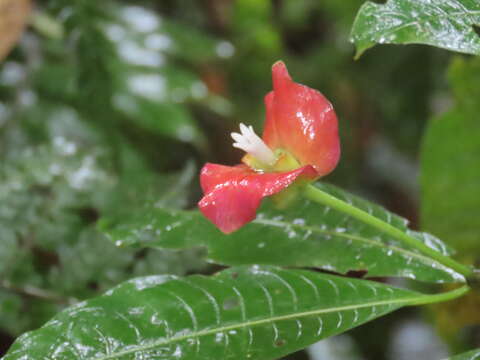 Image of Palicourea elata (Sw.) Borhidi