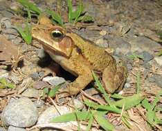 صورة Rhinella ornata (Spix 1824)