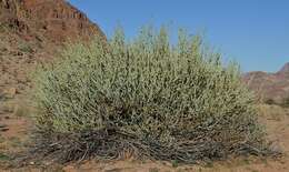 Image of Euphorbia gregaria Marloth