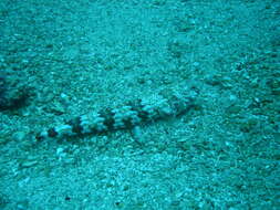 Image of Arrowtooth lizardfish