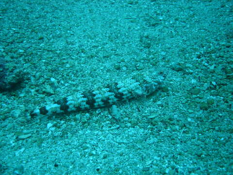 Image of Arrowtooth lizardfish