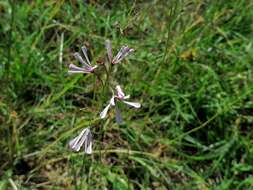 Image de Ceropegia rubella (E. Mey.) Bruyns