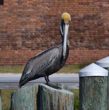 Image of Pelecanus occidentalis carolinensis Gmelin & JF 1789