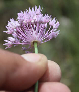 Image of Allium rubellum M. Bieb.