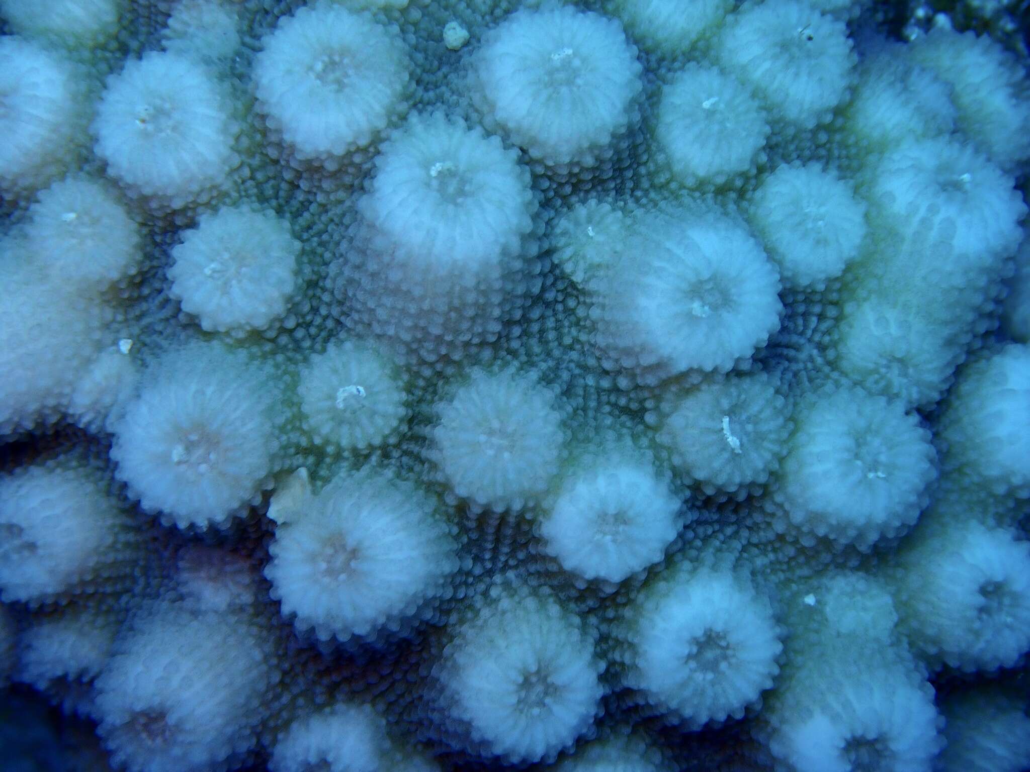 Image of hedgehog coral