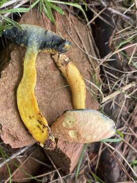 Image of Rheubarbariboletus persicolor (H. Engel, Klofac, H. Grünert & R. Grünert) Vizzini, Simonini & Gelardi 2015