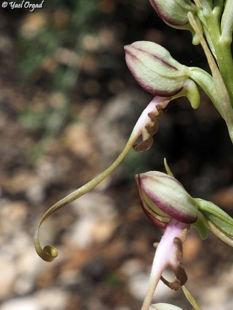 Image of Himantoglossum caprinum (M. Bieb.) Spreng.