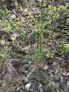 Image of Phyllanthus cuneifolius (Britton) Croizat
