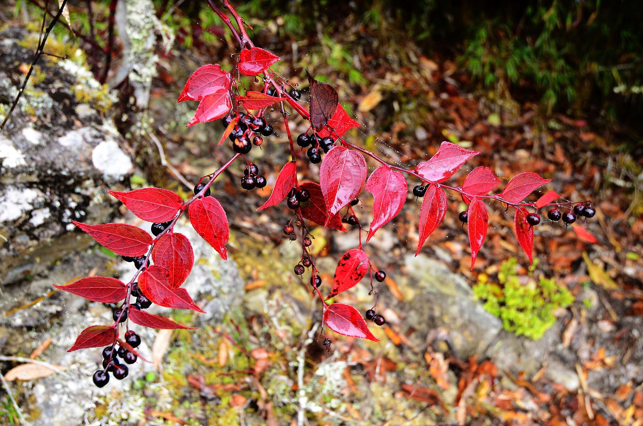 Image of Gaultheria leucocarpa var. cumingiana (Vidal) T. Z. Hsu