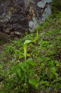 Sivun Arisaema heterophyllum Blume kuva