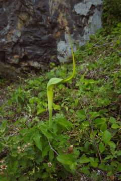 Image of Dancing Crane Cobra Lily