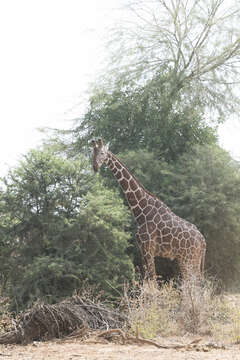 Image of reticulated giraffe