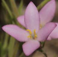 Sivun Houstonia acerosa var. acerosa kuva