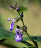 Salvia urticifolia L. resmi