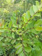 Image of Combretocarpus