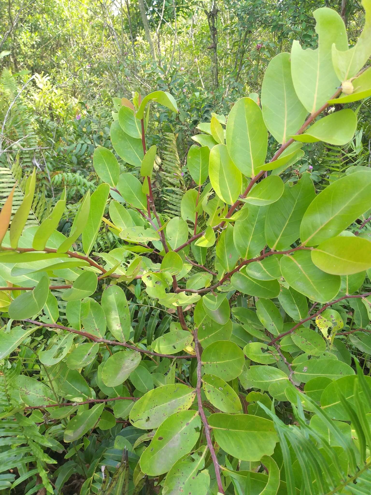 Image of Combretocarpus rotundatus (Miq.) Danser