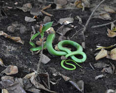 Image of Green mamba