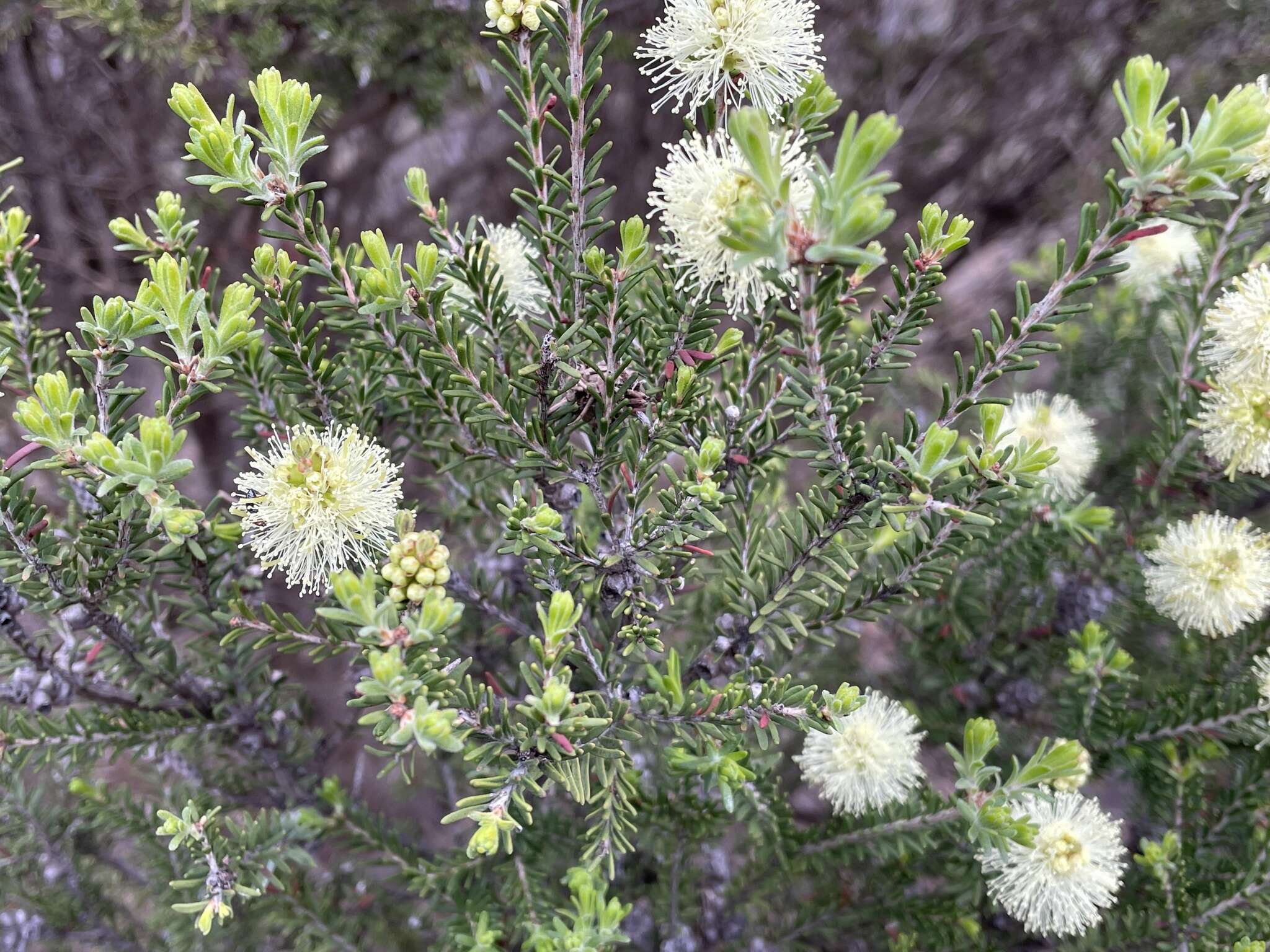 Image of Melaleuca pustulata Hook. fil.